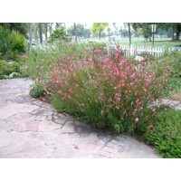 Gaura lindheimeri ´Siskiyou Pink´