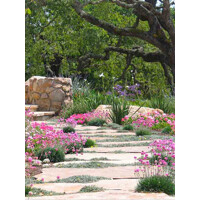 Armeria maritima ´Splendens´ K9