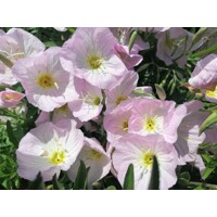 Pupalka - Oenothera speciosa 'Siskiyou Pink'