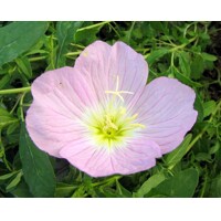 Pupalka - Oenothera speciosa 'Siskiyou Pink'