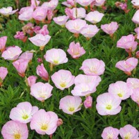 Pupalka - Oenothera speciosa 'Siskiyou Pink'