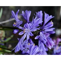 Agapanthus ´Charlotte´