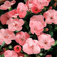 Dianthus caryophyllus ´Peach Party´