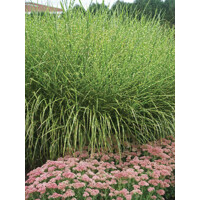 Ozdobnica ?ínska - Miscanthus sinensis 'Zebrinus'