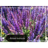 Salvia nemorosa ´Deep blue´