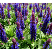 Salvia nemorosa ´Deep blue´