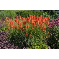 Kniphofia uvaria