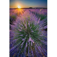 Levanduľa úzkolistá  -  Lavandula angustifolia 'Hidcote Blue'  P13