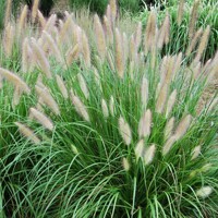 Perovec psiarkovitý  - Pennisetum alopecuroides V14