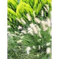 Perovec psiarkovitý  - Pennisetum alopecuroides