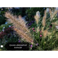 Perovec psiarkovitý  - Pennisetum alopecuroides V14