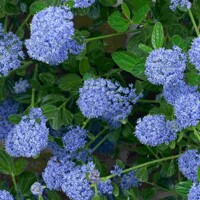 Ceanothus thyrsiflorus 'Repens' Co5L