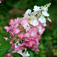 Hortenzia metlinatá - Hydrangea paniculata 'Pinky Winky'  - 30/40cm