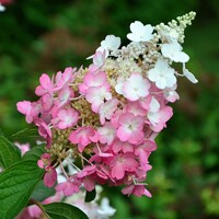 Hortenzia metlinatá - Hydrangea paniculata 'Pinky Winky'  Co2L 30/40