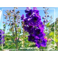 Stračonôžka - Delphinium 'Dark Blue Black Bee' P15