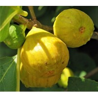 Figovník - Ficus carica ´Letenyei Sárga Óriás´ - 30/40cm