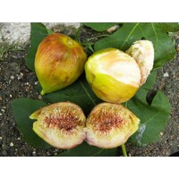 Figovník - Ficus carica ´Letenyei Sárga Óriás´ - 30/40cm