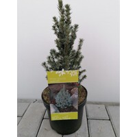 Smrek biely - Picea glauca ´Sanders Blue´-15/20cm