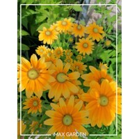 Rudbekia žiarivá  - Rudbeckia ´Praire Sun´
