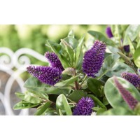 Hebe Addenda - fialová/ružova - 15/20cm