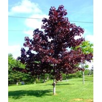 Javor mliečny - Acer platanoides ´Crimson King´ Co10L 4/6