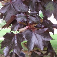 Javor mliečny - Acer platanoides ´Crimson King´ Co10L 4/6