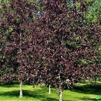 Breza previsnutá - Betula pendula ´Royal Frost´ - 200+cm