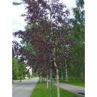 Breza previsnutá - Betula pendula ´Royal Frost´ - 200+cm