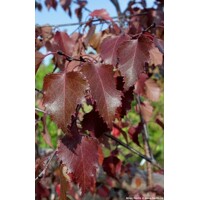 Breza previsnutá - Betula pendula ´Royal Frost´ - 200+cm