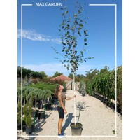 Betula utilis ´Jacquemontii´ - 450+cm, 8/10