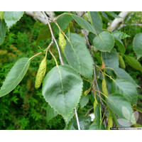 Betula utilis ´Jacquemontii´ - 450+cm, 8/10