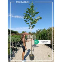 Ľaliovník tulipánokvetý - Liriodendron tulipifera Co15L 200/250