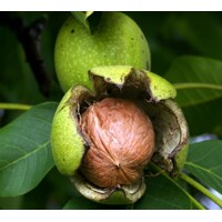 Juglans regia ´Milotai 10´ – orech vlašský | Overená maďarská odroda s kvalitnými plodmi