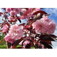 Prunus serrulata ´Royal Burgundy´ je okrasná čerešňa s plnými ružovými kvetmi a vínovo červenými lis