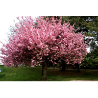 Prunus serrulata ´Royal Burgundy´ je okrasná čerešňa s plnými ružovými kvetmi a vínovo červenými lis