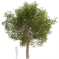 Platan javorolistý - Platanus x acerifolia Co25L  10 /12- vysokokmeň