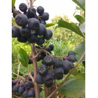 Jarabina čierna - Aronia mitschurinii ´Amit´ P14