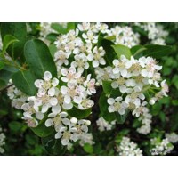 Jarabina čierna - Aronia mitschurinii ´Amit´ P14