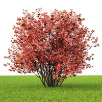 Jarabina ?ierna - Aronia mitschurinii ´Amit´