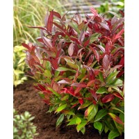 Leucothoe axillaris ´Zebild´ P9.5 20/25