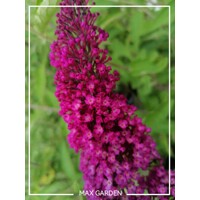 Buddleja davidii 'Royal Red'