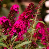 Buddleja davidii 'Royal Red'