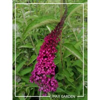 Buddleja davidii 'Royal Red'