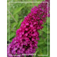 Buddleja davidii 'Royal Red'