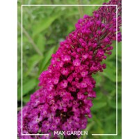 Buddleja davidii 'Royal Red' 20/30  Co2.5L