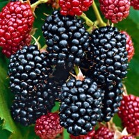 Ostružina černicová - Rubus fruticosus ´Black Satin´ Co2L 40+