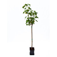 Ríbez?a biela strom?eková - Ribes rubrum 'Blanka'-na 60cm kmeni