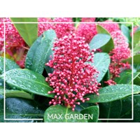 Skimia japonská' Rubella ' - Skimmia japonica ' Rubella' - 15/25cm