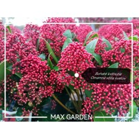 Skimia japonská' Rubella ' - Skimmia japonica ' Rubella' - 15/25cm