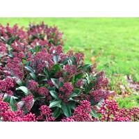 Skimia japonská' Rubella ' - Skimmia japonica ' Rubella' - 15/25cm